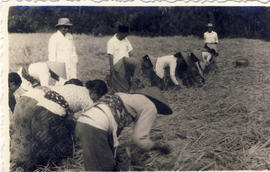 Potong Padi percobaan Si Gadis di sawah desa Jatirejo Kec. Nganjuk: Potong padi percobaan Si Gadis